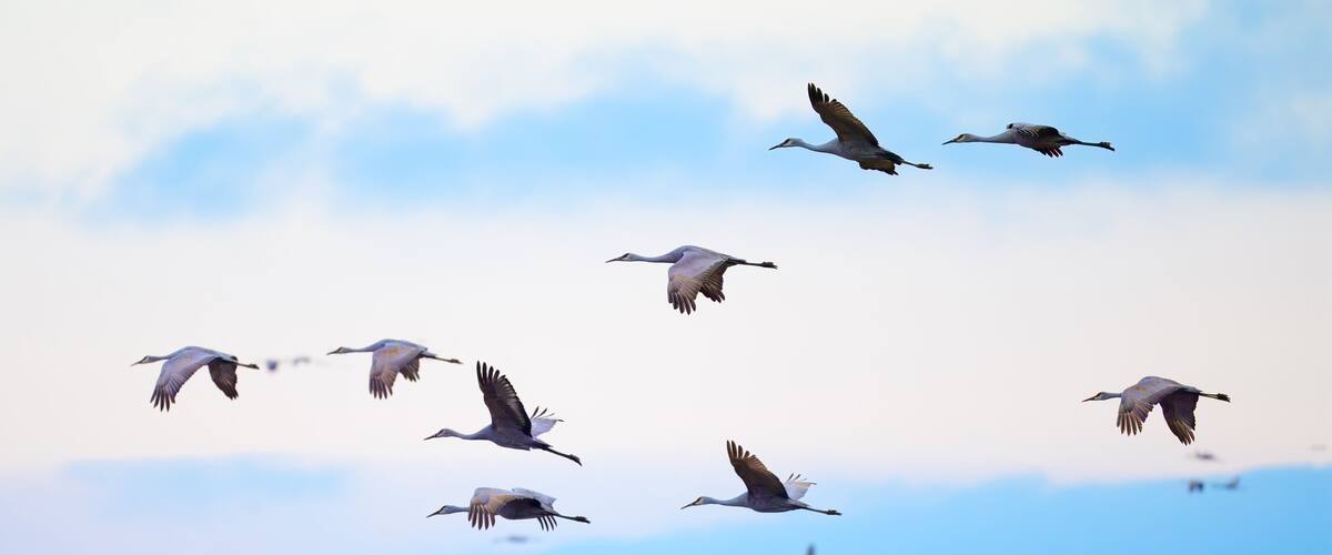 A flock of birds flying in the sky.
