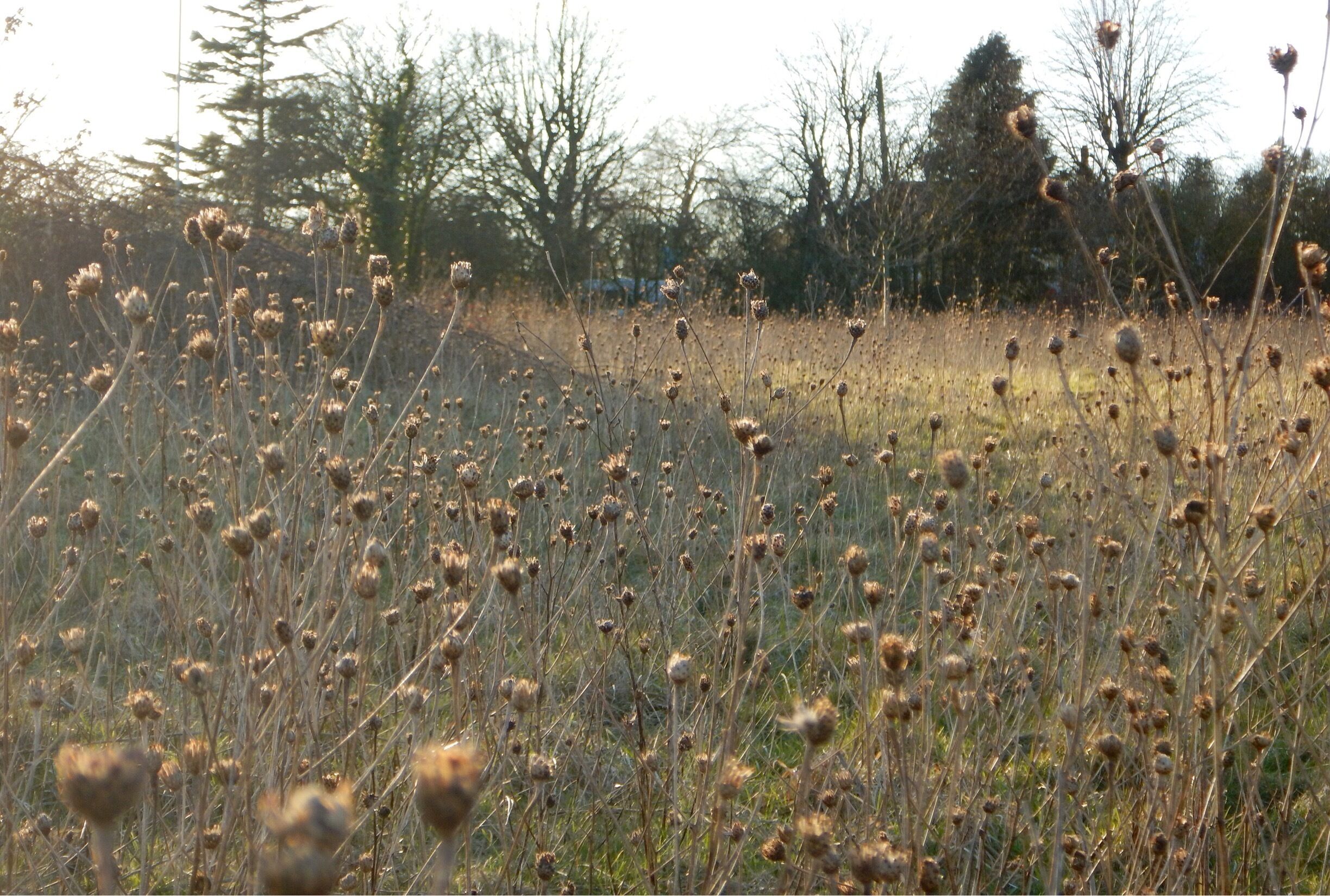 Off Spring Lane, Mapperley Plains, Gedling 