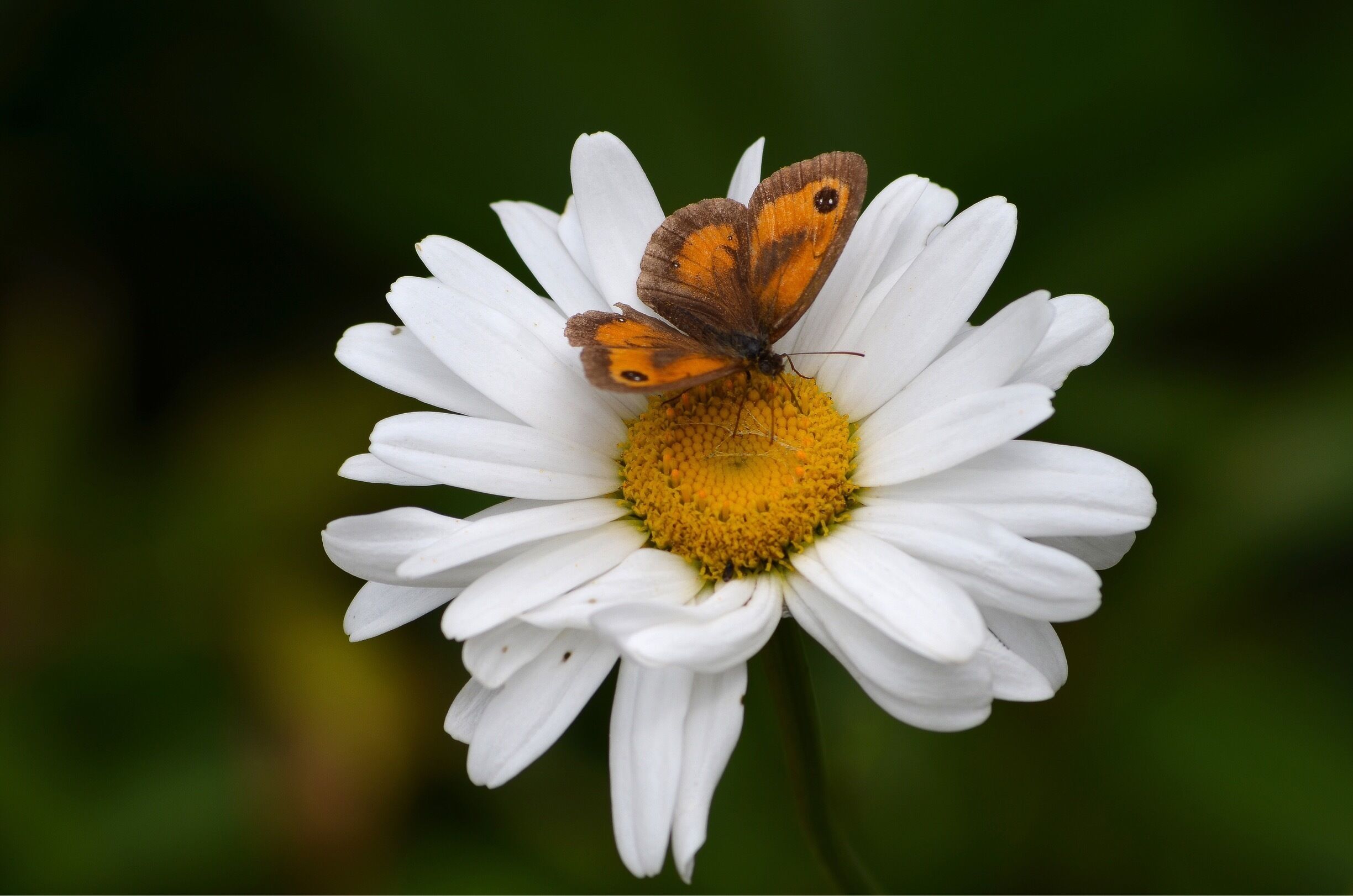 A butterfly on a white flower with a yellow center.
