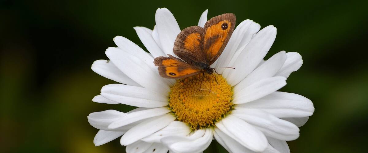 A butterfly on a white flower with a yellow center.