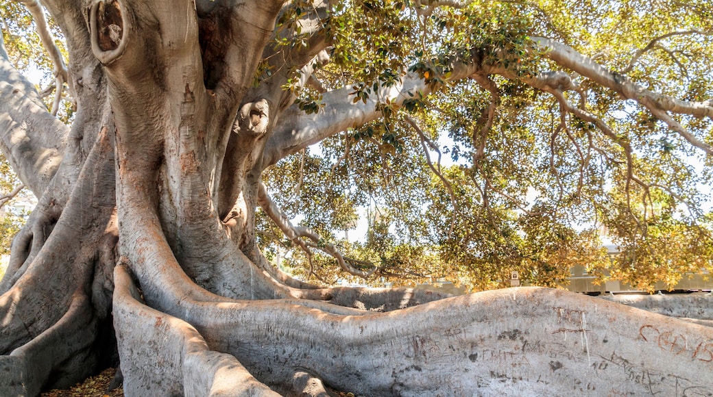 Moreton Bay Fig Tree