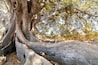 USA, California, Santa Barbara. Moreton Bay fig tree (Ficus Macrophylla). Registered in California Big Trees.