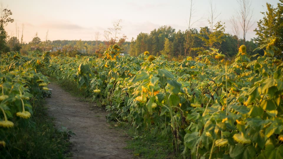 A dirt path through a sunflower field with trees in the background.