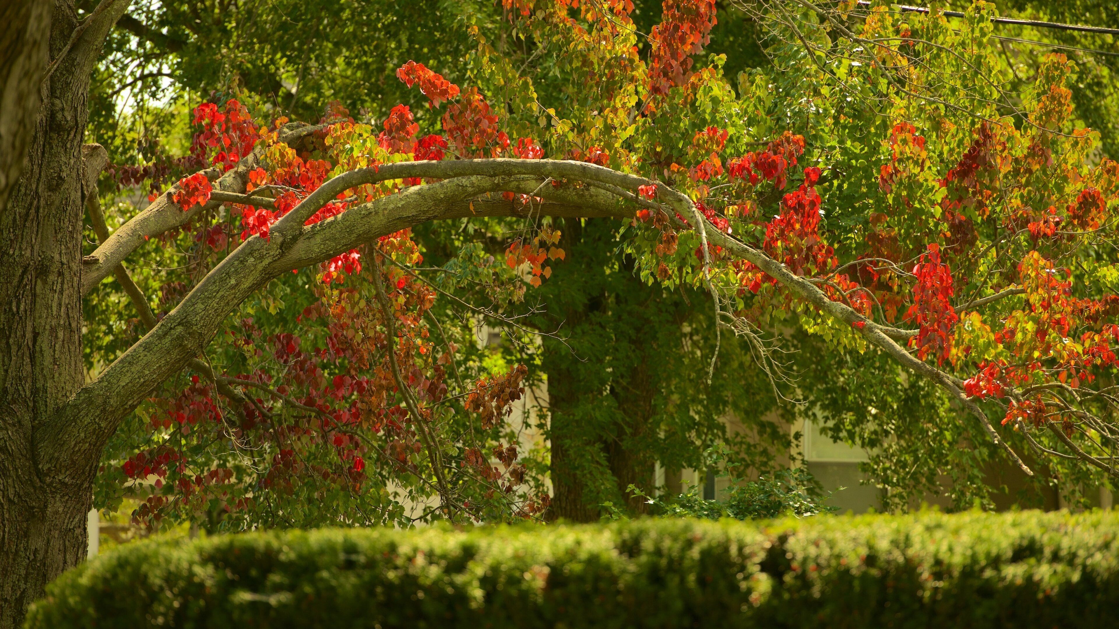 Wethersfield featuring a park