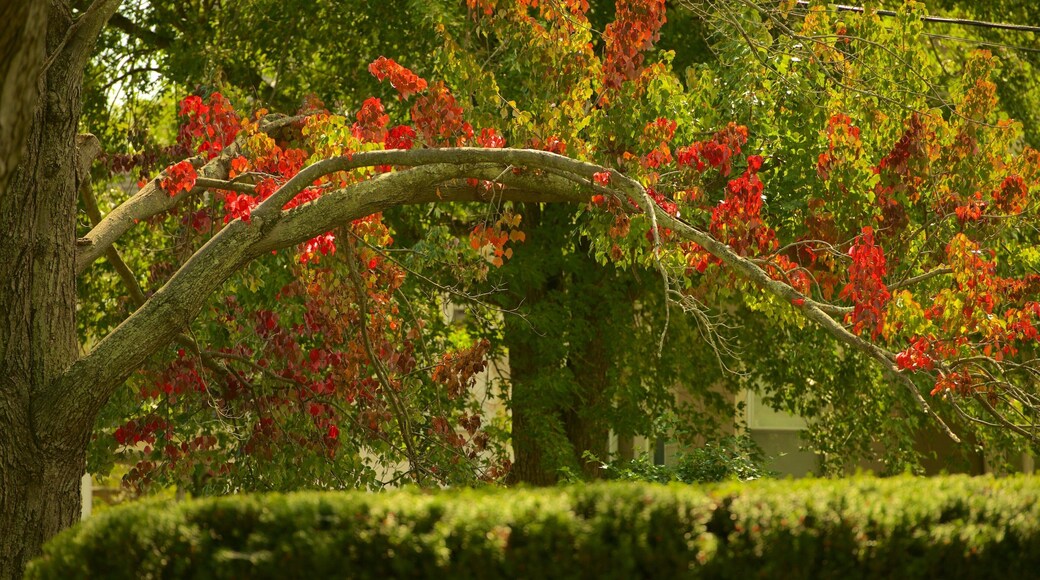 Wethersfield featuring a park