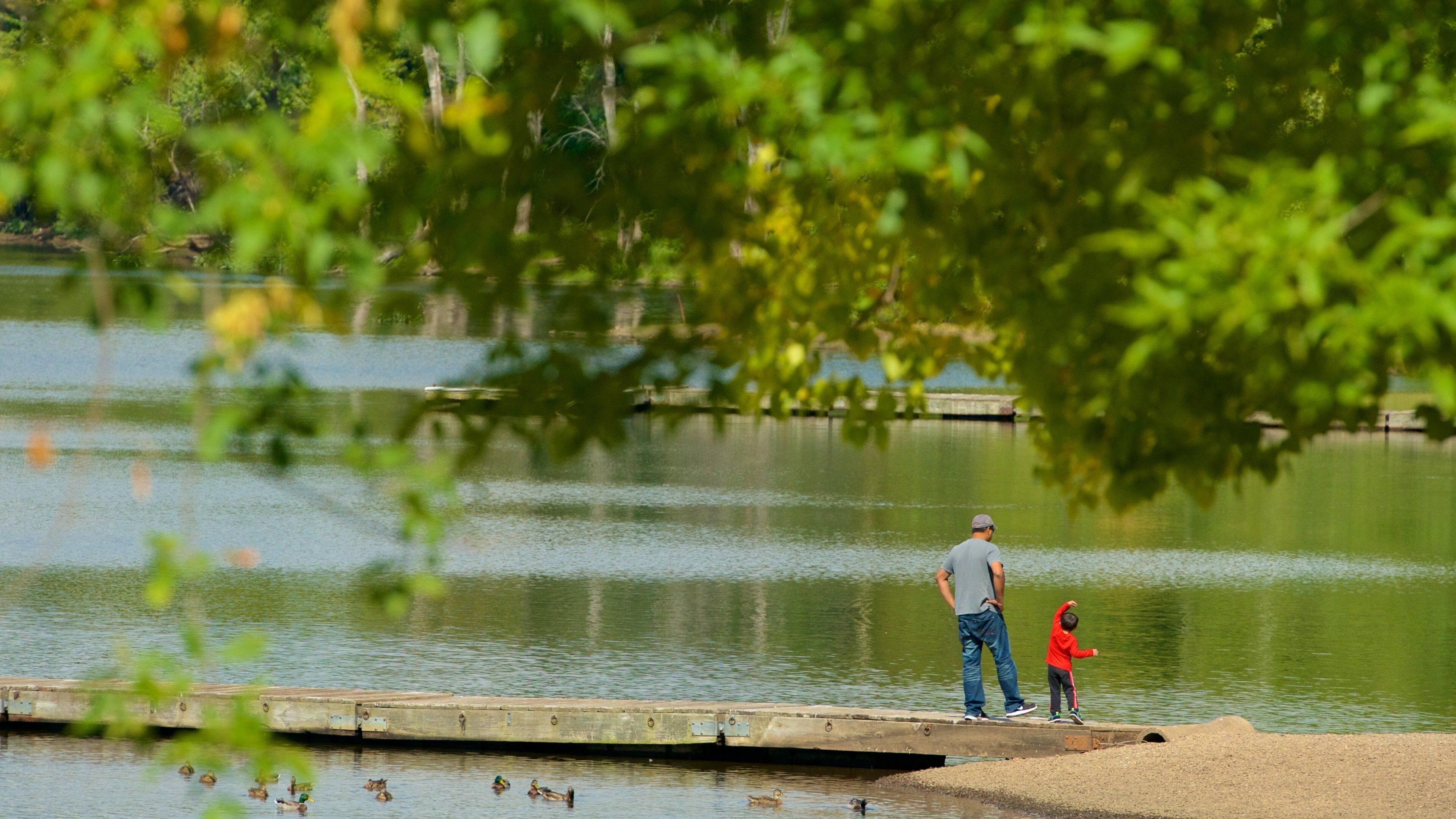 A man and a child standing on a wooden dock by a calm lake with ducks swimming in the water.