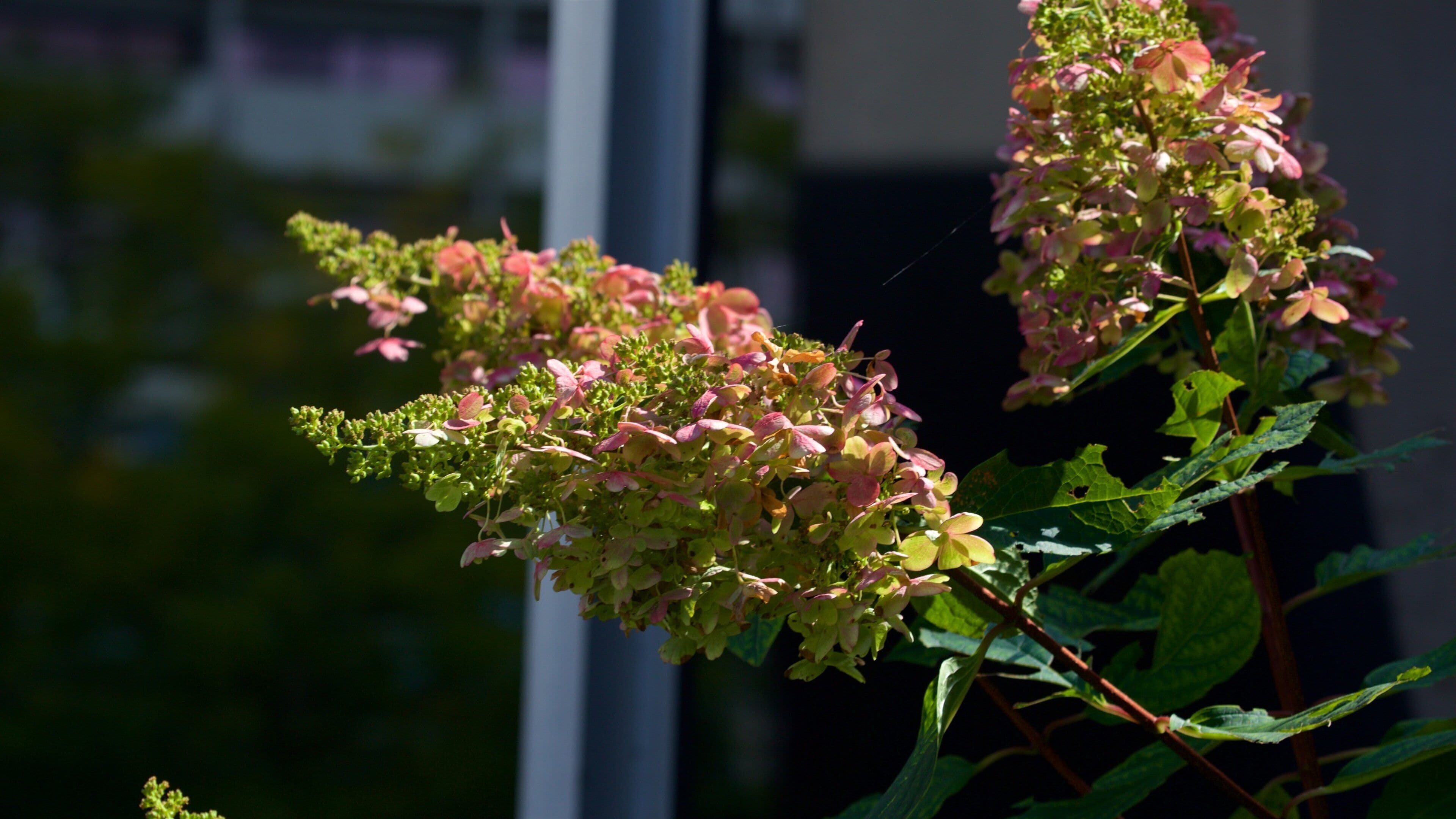 Rosemont featuring flowers