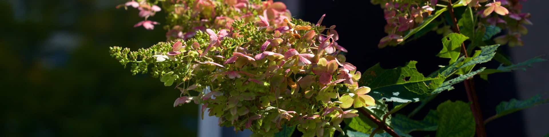 Rosemont featuring flowers