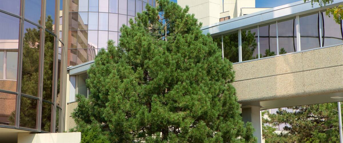 A modern building with a glass facade and a large tree in front.