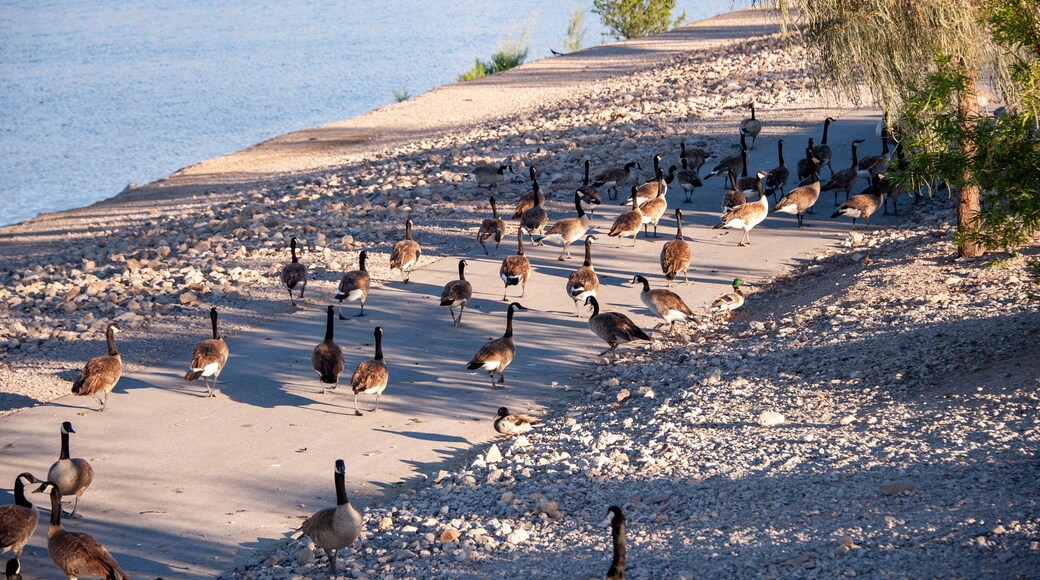 Canada Geese on Railroad Lake in Cornerstone Park, Henderson, NV.