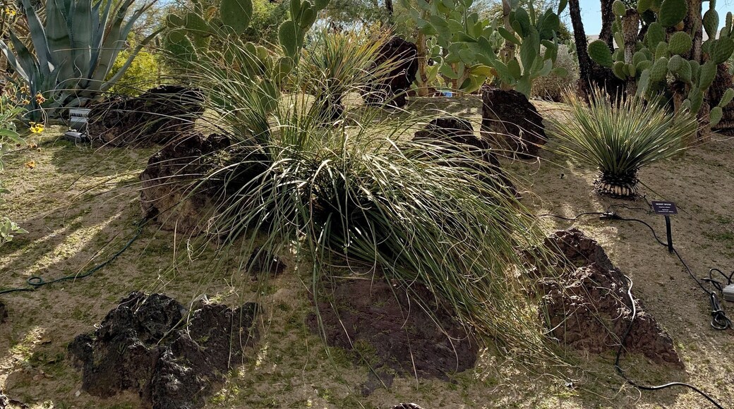 Go watch them make chocolate in the factory...then you’ll have to buy some. It’s delicious! Then walk around the beautiful cactus garden. It’s free! Sorry, of course, no dogs.