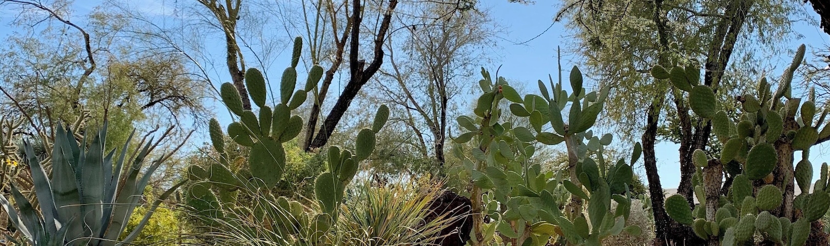 Go watch them make chocolate in the factory...then you’ll have to buy some. It’s delicious! Then walk around the beautiful cactus garden. It’s free! Sorry, of course, no dogs.