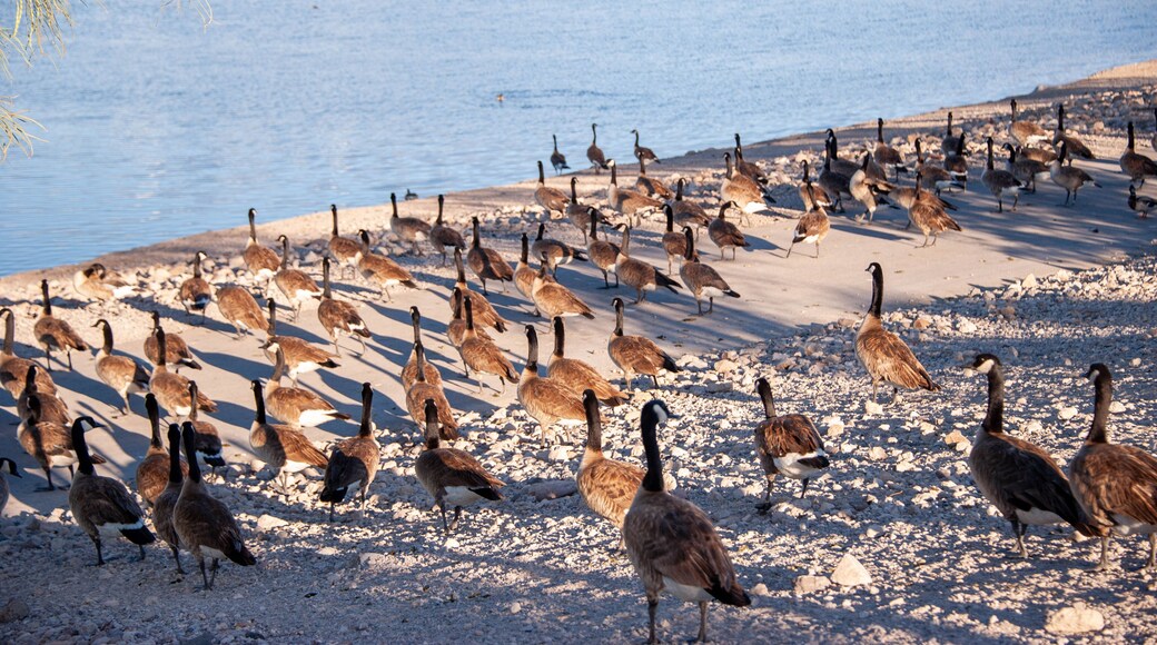 Canada Geese on Railroad Lake in Cornerstone Park, Henderson, NV.