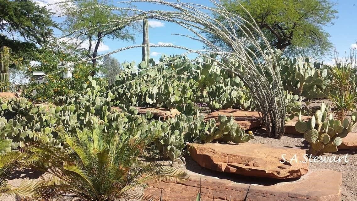 Ethel M's is great! Her garden is decorated with lights and animations for holidays. Visit during Christmas to enjoy beautifully decorated cactus and more! Valentines Day and Easter are other big holidays for Ethel M. Not to mention, the chocolates are awesome! 
#LifeAtExpedia 