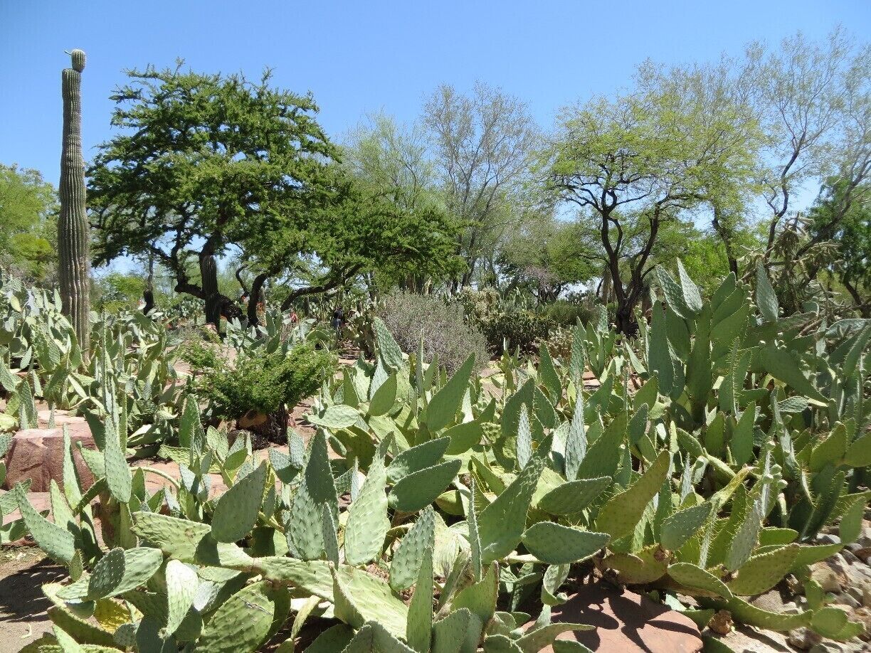The cactus garden at Ethel M Chocolate factory