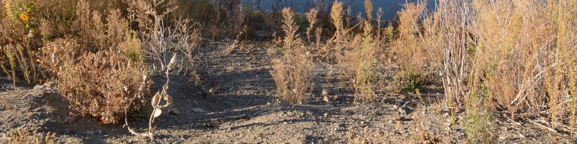 Autumn Colorado lake landscape with autumn trees and wild grasses