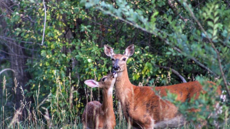 Spotted these 2 down by Clear Creeek