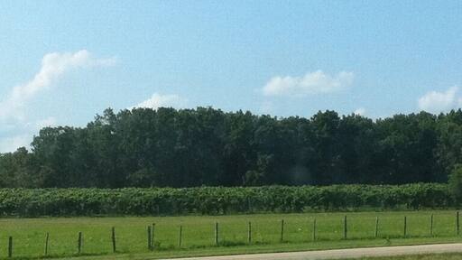 Vineyard country around here I guess.
