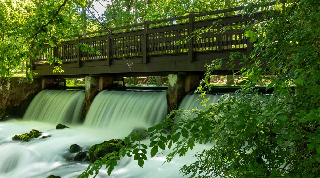 Footbridge and Dam In The Woods