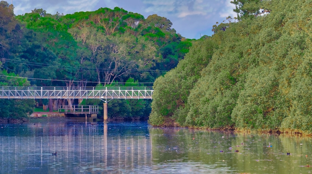 Cooks River sprawling with wildlife and Mangrove trees along the river bank in an inner Suburb of Western Sydney NSW Australia