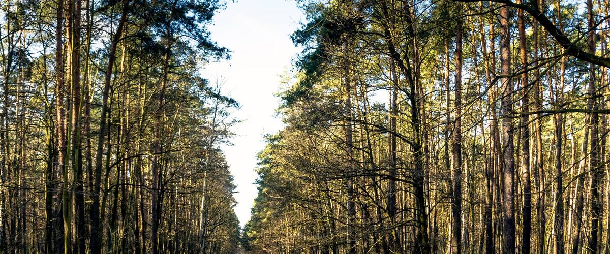 Sunny winter day in Kampinos National Park - Poland