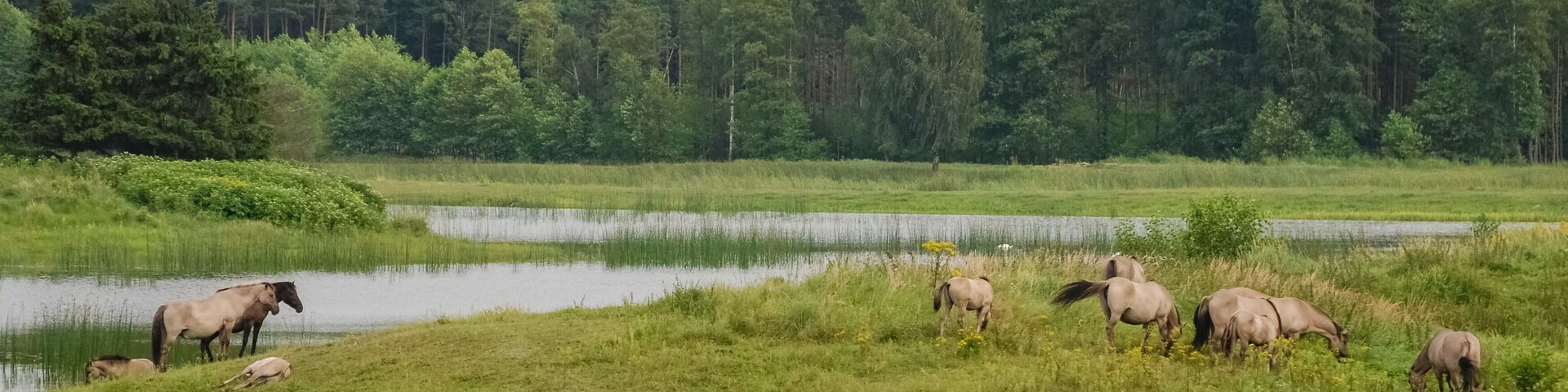 Horses , Zwierzyniec , Stawy Echo , Roztocze National Park , Pol