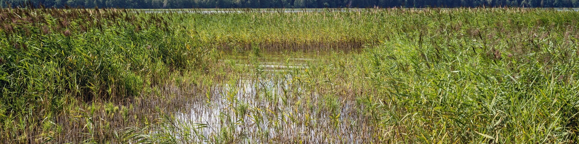Reed on a shore of Lake Wigry in Rosochaty Rog, small village in Podlasie region of Poland