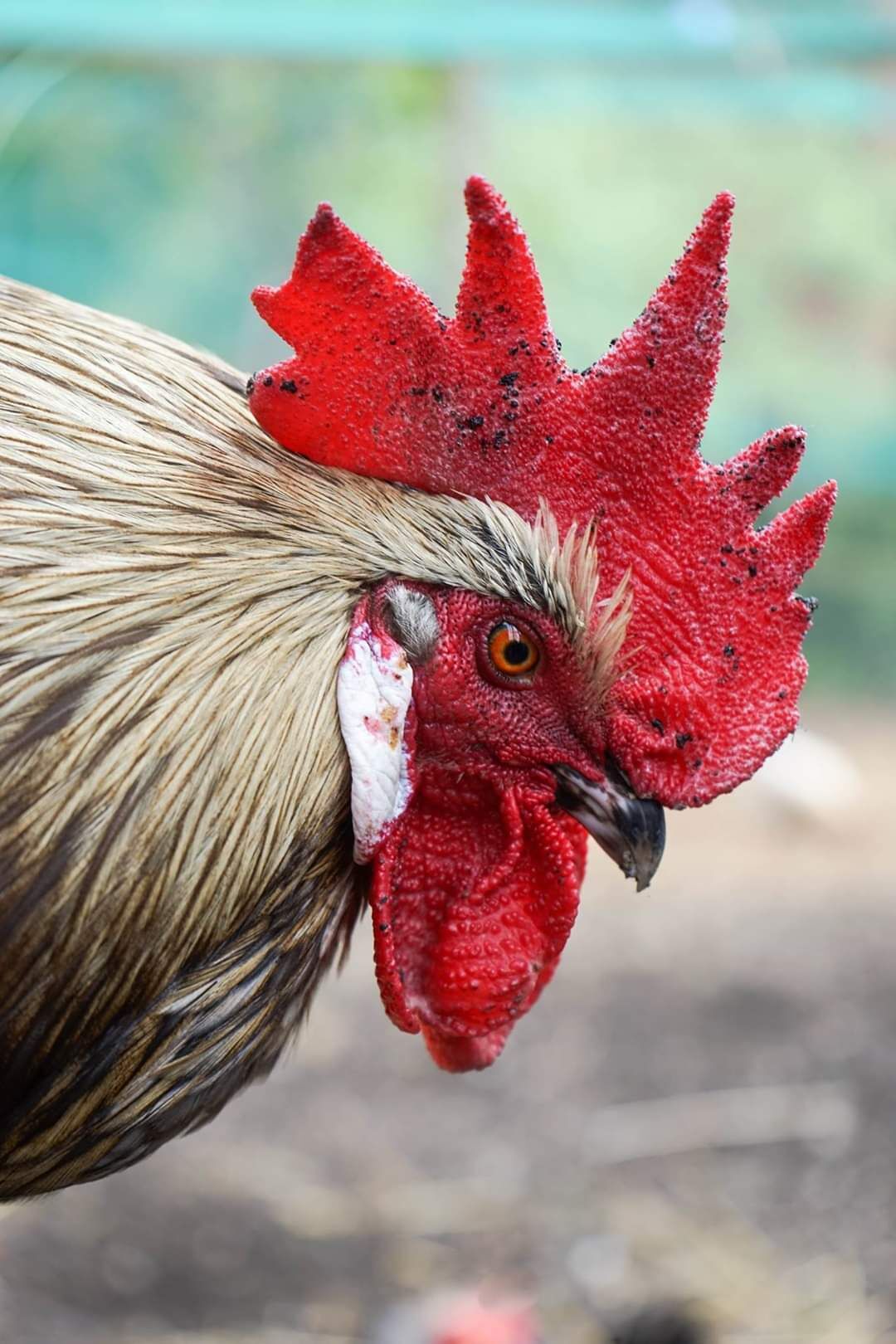 If you go down to the Ouseburn valley there's an amazing community farm that free but depends on donations. See chucks, pigs, calfs and some exotic animals too.