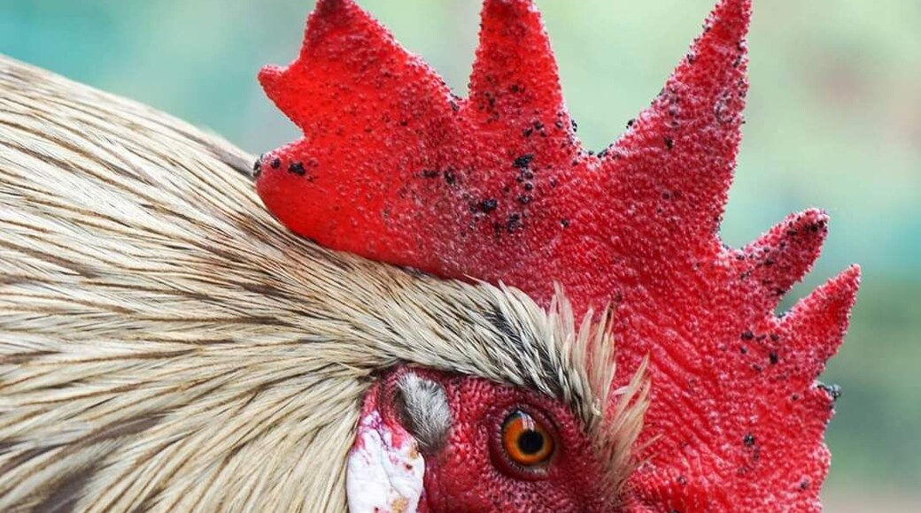 If you go down to the Ouseburn valley there's an amazing community farm that free but depends on donations. See chucks, pigs, calfs and some exotic animals too.