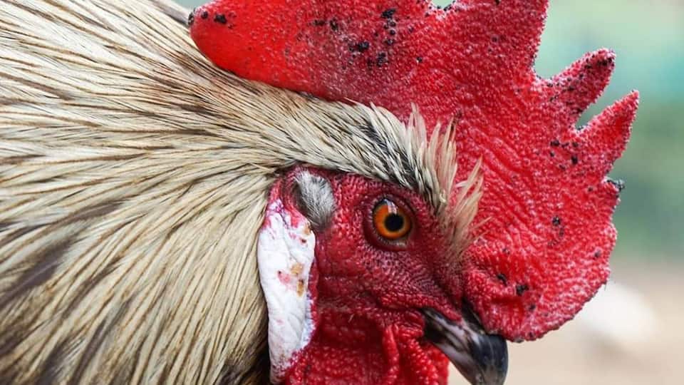 If you go down to the Ouseburn valley there's an amazing community farm that free but depends on donations. See chucks, pigs, calfs and some exotic animals too.