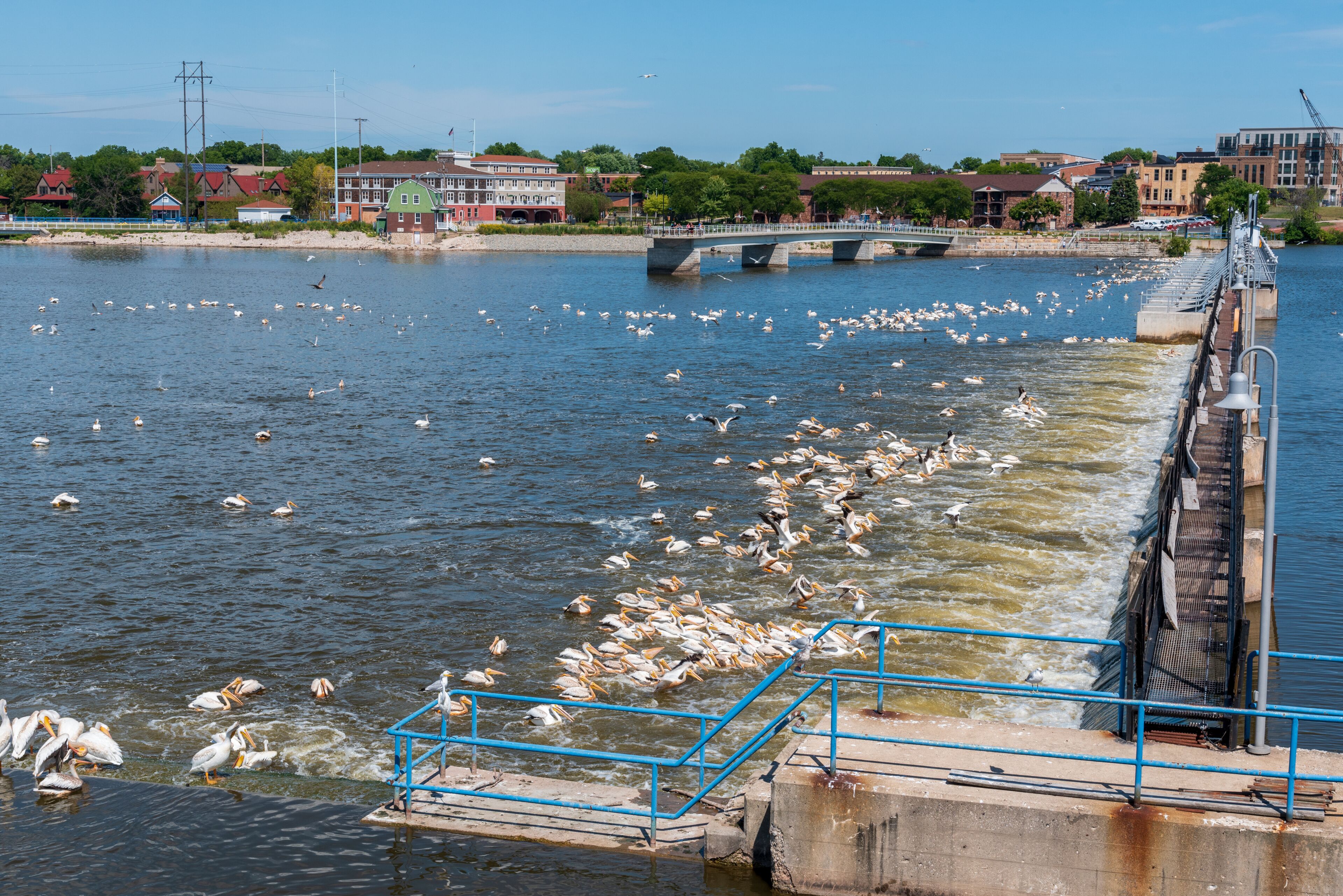 Hundreds of American White Pelicans Feed At The De Pere, Wisconsin, Dam On Fox River In Mid August