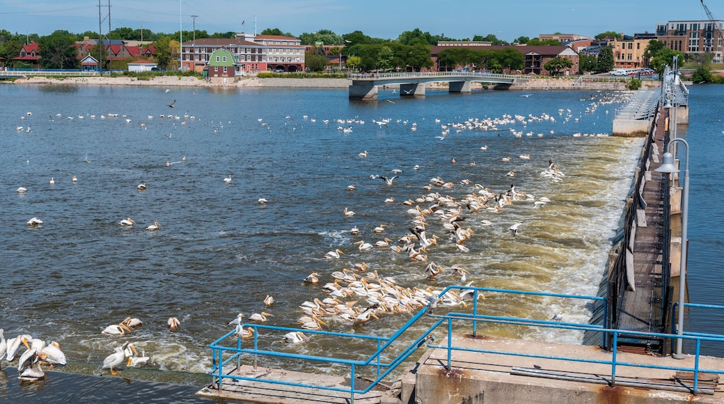 Hundreds of American White Pelicans Feed At The De Pere, Wisconsin, Dam On Fox River In Mid August