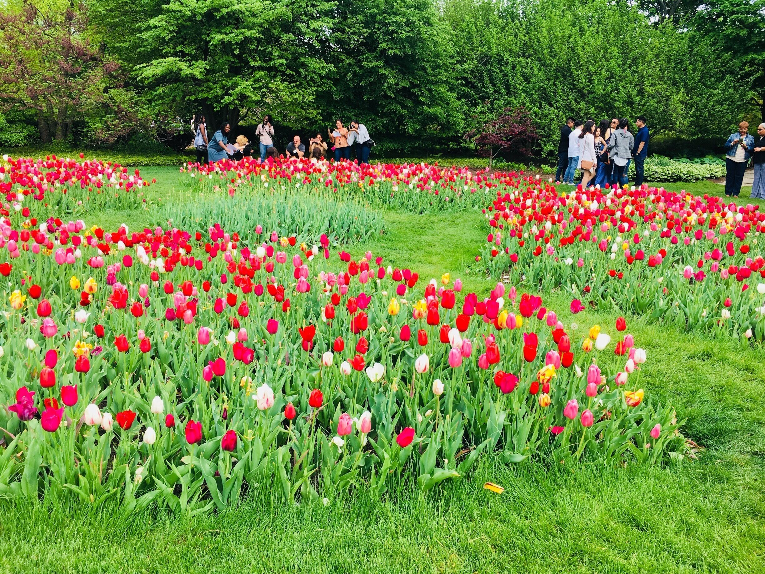 Tulips are blooming in this season.