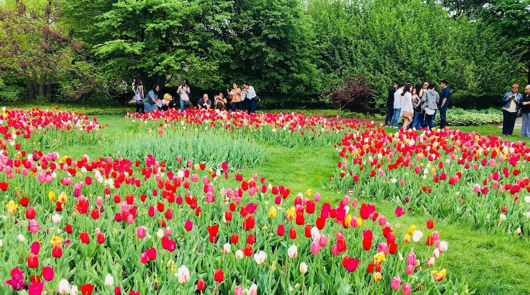 Tulips are blooming in this season.