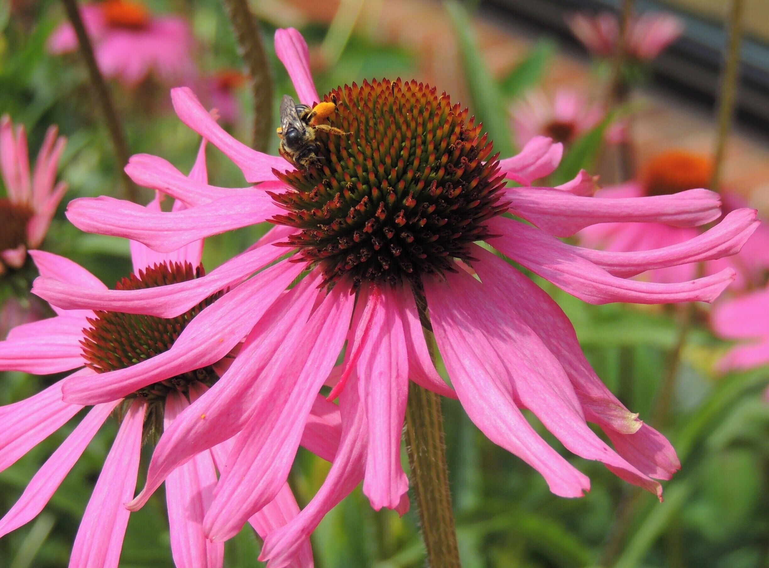 It was a bee-utiful day in the gardens of the former estate of Colonel Robert R. McCormick, newspaper heir to the Chicago Tribune.  The Colonel served in World War I with the First Division of the U. S. Army and saw action in France, in the Battle of Cantigny.  He named the estate he inherited from his grandfather in honor of that battle. 

Upon his death in 1955, he designated his fortune (he was childless) and the 500-acre estate on which is 35-room mansion was located to be used to establish the McCormick Charitable Trust (now called the McCormick Foundation).  He also asked that Cantigny be developed into a park for the general public.  

Thirty miles west of Chicago, you don't want to miss these beautiful gardens, nor the First Division Museum, complete with almost a dozen tanks from WWI, WWII and the Vietnam War.  All are sitting on the grounds just outside the Museum. 