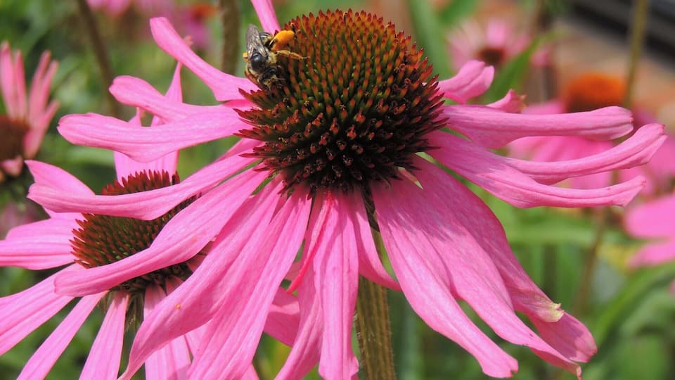 A close-up of a pink coneflower with a bee on it.