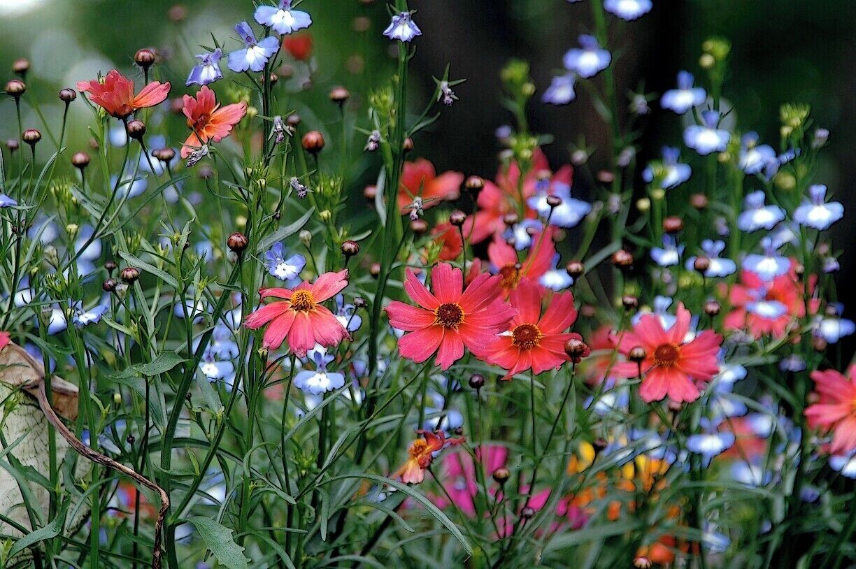 Spring comes to the Chicago area late, usually May, but when it does, the flowers celebrate with extra enthusiasm.  

Year after year these beauties are plentiful throughout the 30 acres of gardens at the Robert R. McCormick Estate, now designated a public space for education and recreation.  

The park is called Cantigny (Can-TEE-ney) to commemorate McCormick's military time served during World War I in the Battle of Cantigny, France.  

The estate also boosts an outstanding military museum complete with WWI tanks. 