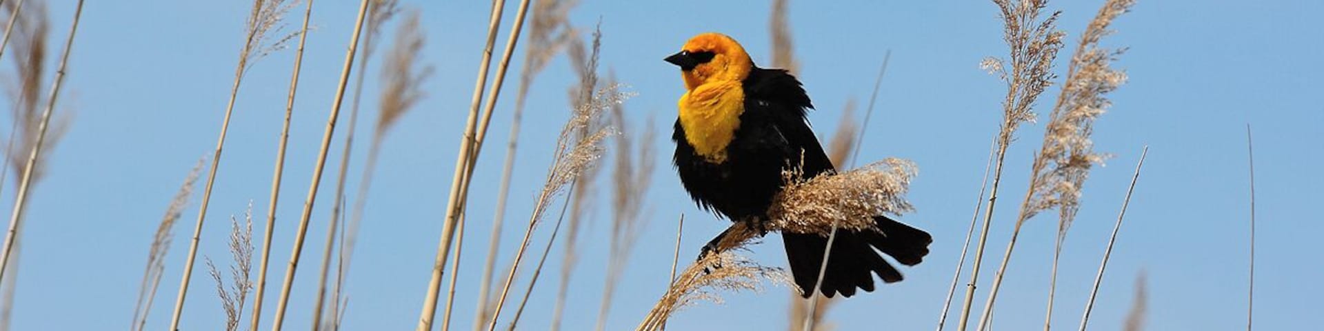 One of the few places in Illinois you can spot these magnificent birds on a regular basis. The call of this bird might be the most hideous in the wild. It sounds like a rusty door hinge and is very distinct. This is a bird you always hear before you see. These are very rare in Illinois.