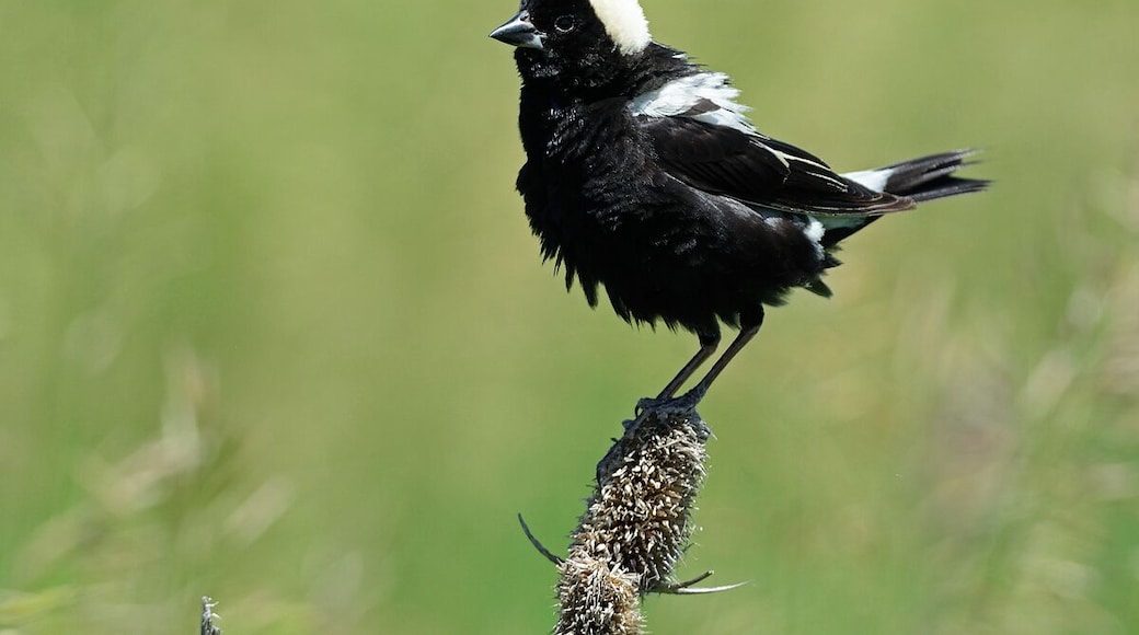 A beautiful place to photograph grassland birds. One of my best go to spots for Bobolinks. This male in breeding plumage was a handsome bird.