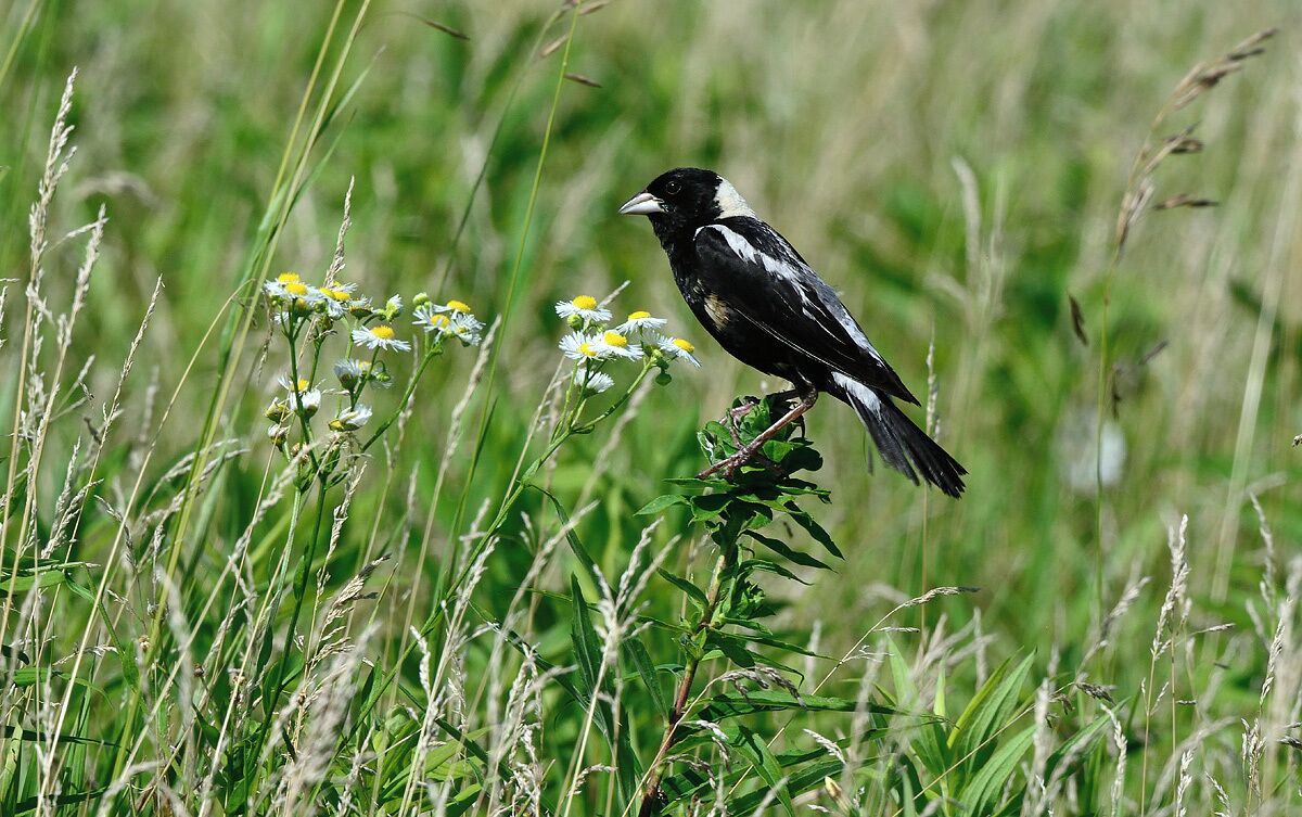 Getting male bobolinks around colorful wildflowers is difficult because they tend to stay in tall grass where they are hidden from predators. I was thrilled when this male landed near these native prairie wildflowers. 