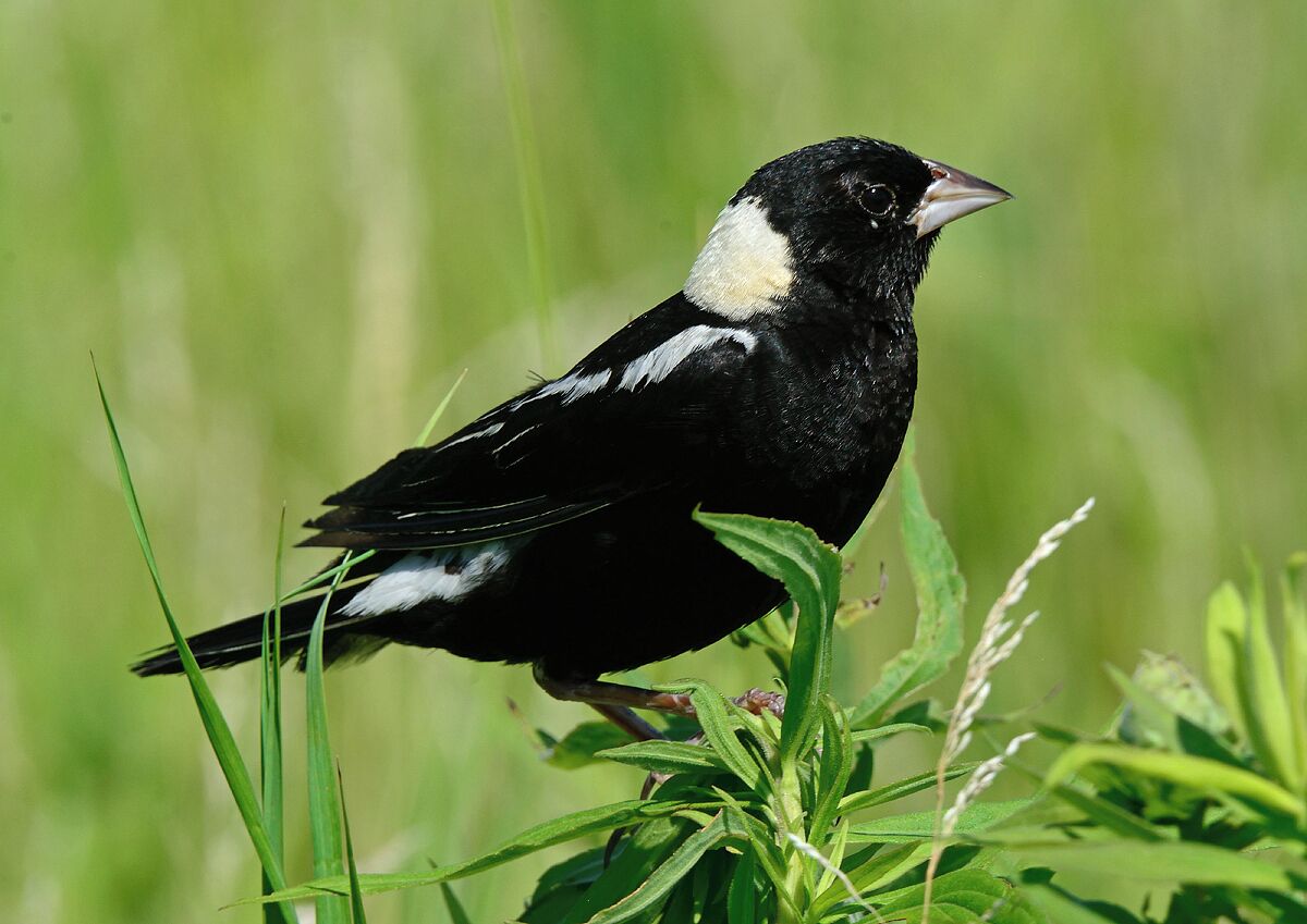 A closeup portrait of a male bobolink. I always enjoy the challenge of shooting these birds as they are tough to properly expose with the black and white feathers. They are striking birds in summer when the males change to their breeding plumage. They are named after the call they make which is very distinct and something I always look forward to hearing when I visit the grasslands. 