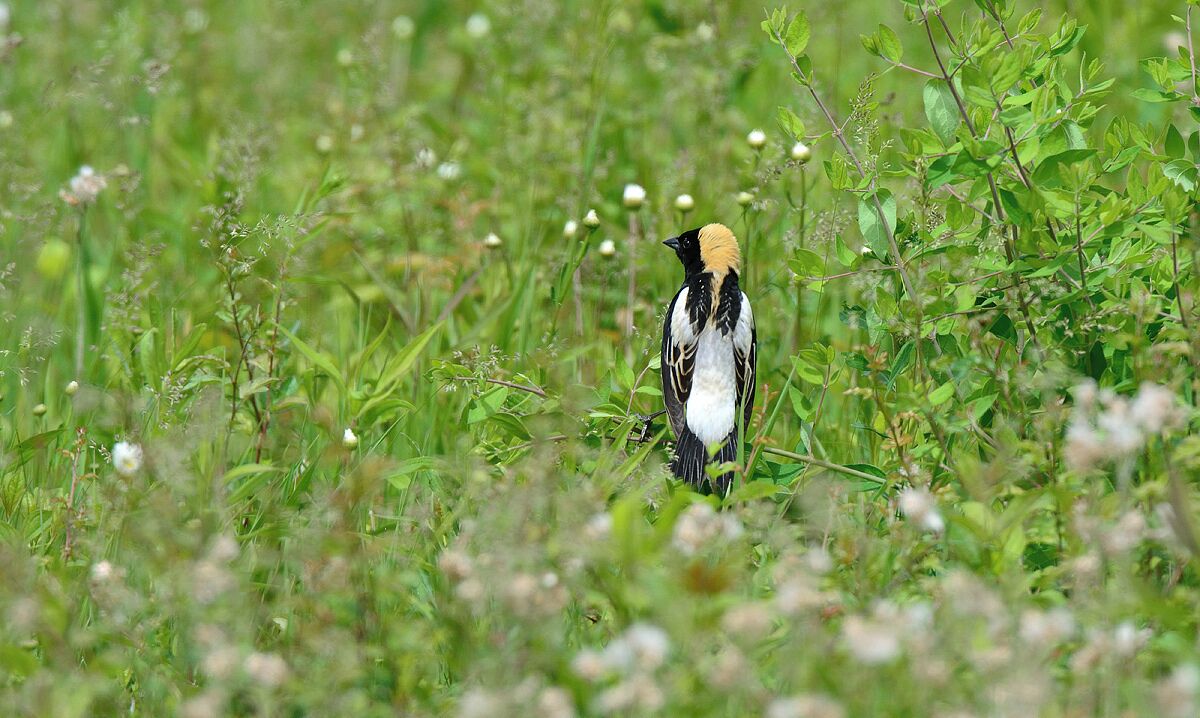 A male bobolink in breeding plumage looking for a girlfriend. 