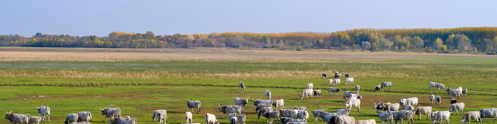 Hungarian grey cattle or Hungarian grey steppe cattle, an old and hardy rare cattle breed in the National Park Hortobagy. Eastern Europe, Hungary.