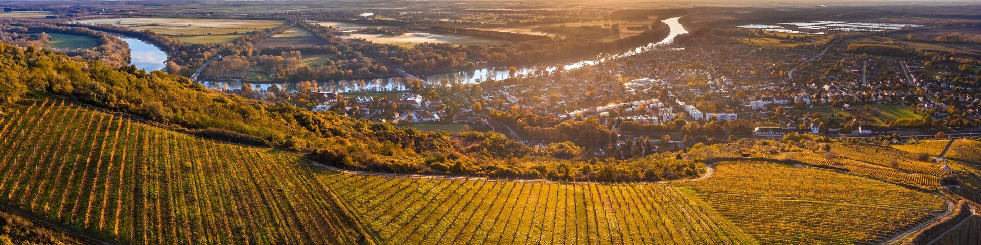 Tokaj, Hungary - Aerial panoramic view of the world famous Hungarian vineyards of Tokaj wine region with town of Tokaj, River Tisza and golden sunrise at background on a warm autumn morning