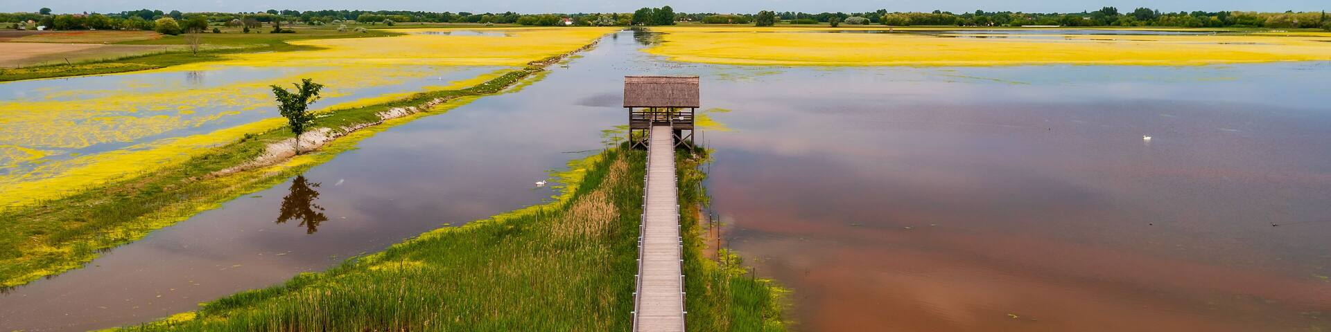 buffalo reserve aera in Hungary. Next to Nagyszeksos lake near by Morhalom town. The hungarian buffalo it was important animal for agriculture long time ago. protected animal species nowdays