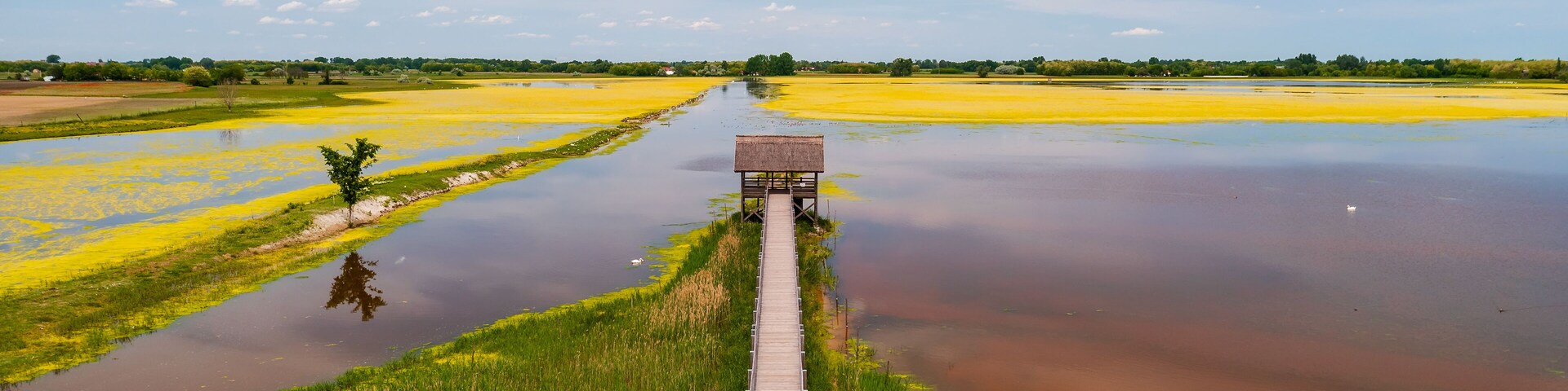 buffalo reserve aera in Hungary. Next to Nagyszeksos lake near by Morhalom town. The hungarian buffalo it was important animal for agriculture long time ago. protected animal species nowdays