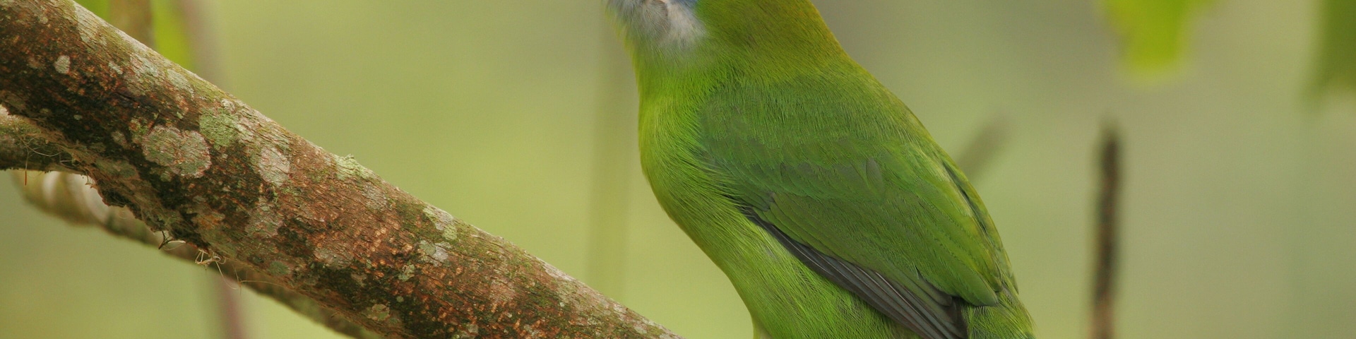 A glance of the jungle and Groove billed Toucanet, Aulacorhynchus sulcatus sulcatus, Henri Pittier National Park, Venezuela