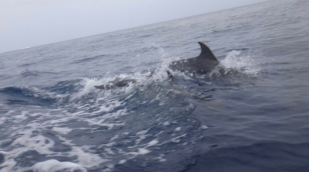 Nado de delfines en mar abierto camino a la la Isla La Tortuga... maravilloso mundo natural