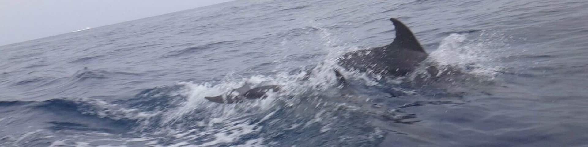 Nado de delfines en mar abierto camino a la la Isla La Tortuga... maravilloso mundo natural
