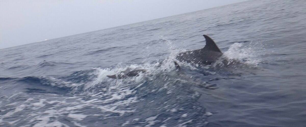 A dolphin leaping out of the ocean.